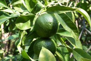 Limetten