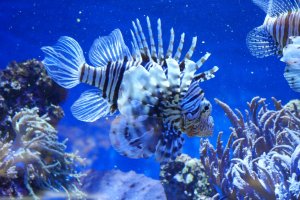 Aquarium 1