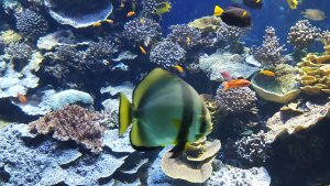 Aquarium 2