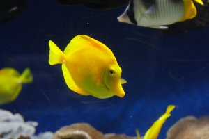 Aquarium 3