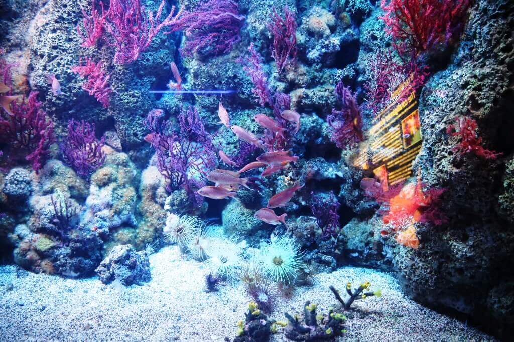 Aquarium Genua